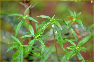 Thumbapoo - Leucas zeylanica