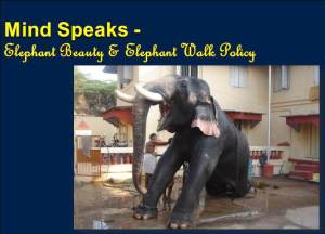 Mind Speaks - Elephant Beauty and Elephant Walk Policy