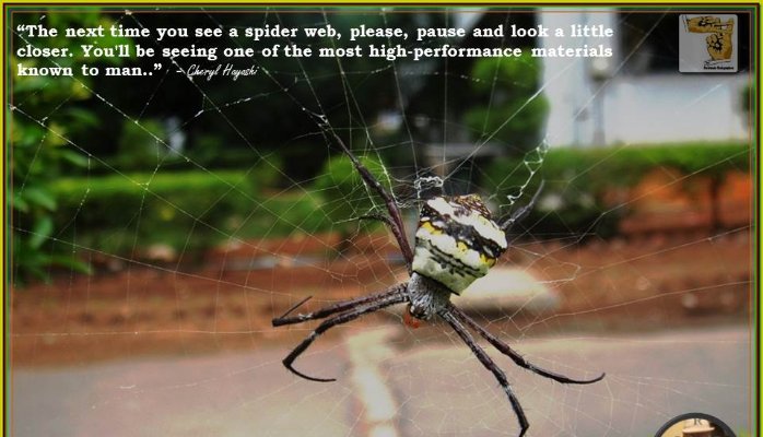 19 October 2015 - Photo Speaks - Spiders Web.jpg