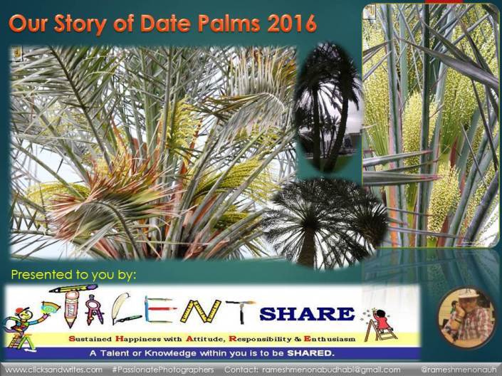 Our Story of the Date Palms 2016