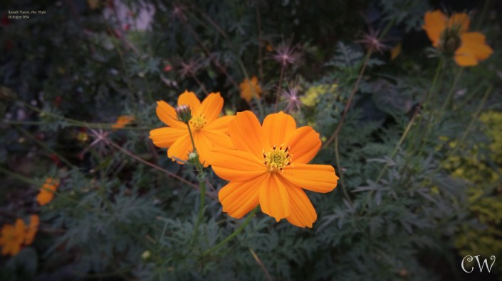 IMG_20160220_172357 r