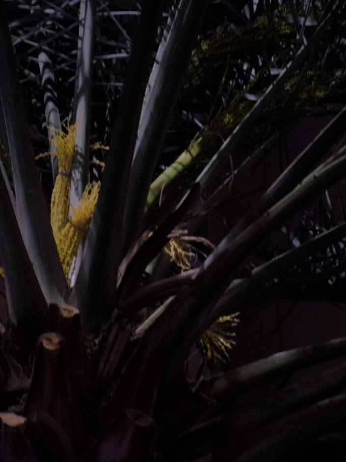 date-palm-trees-20170303_211823r