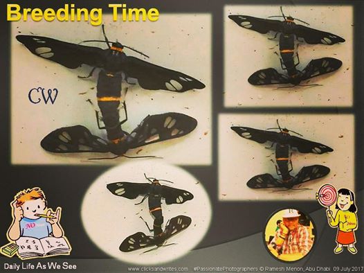 19756602_10154701430096088_2740184818478640649_n