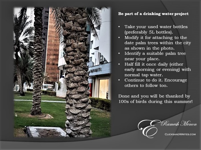 Drinking water project for birds