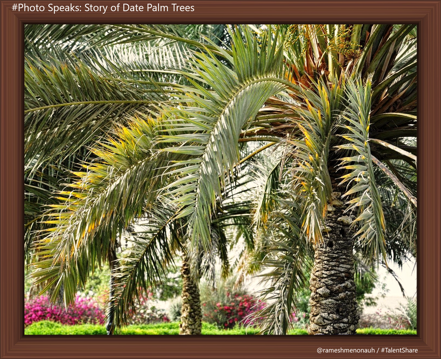 415348_310265909043522_1156414807_o_InPixio